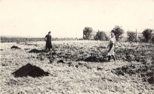 Feldarbeit bei Burk