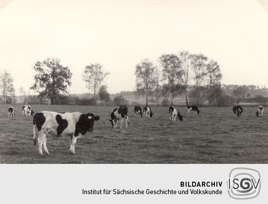 Kühe auf der Weide in Malsitz