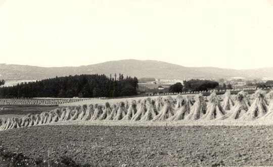 Erntefelder in Wurbis