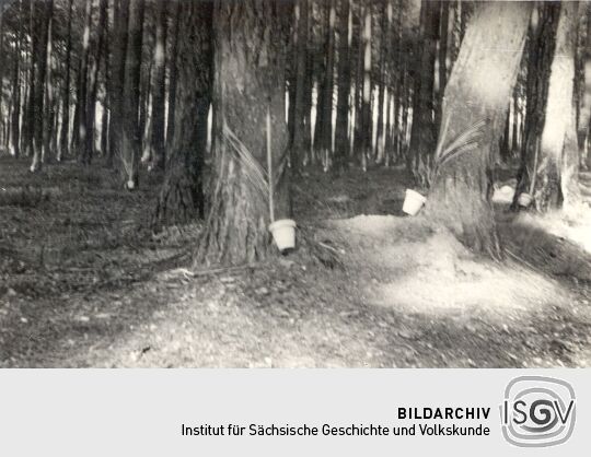 Harzgewinnung im Walde von Johnsdorf