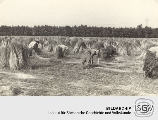 Flachsernte in Königswartha