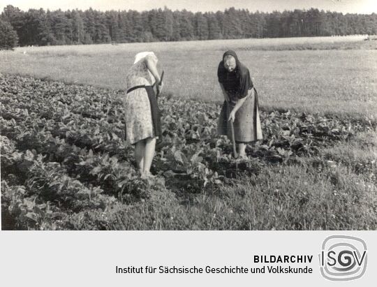 Feldarbeit bei Neudorf