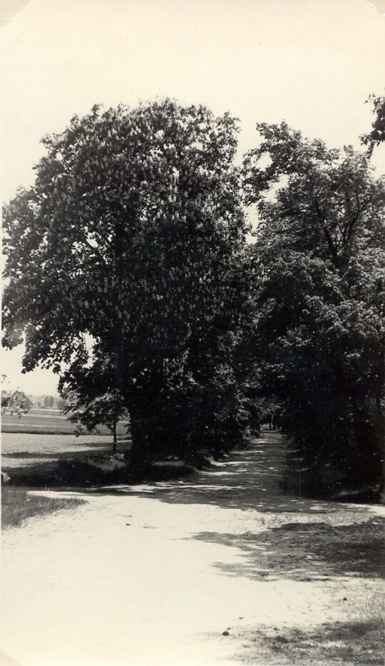 Kastanienallee bei Luga