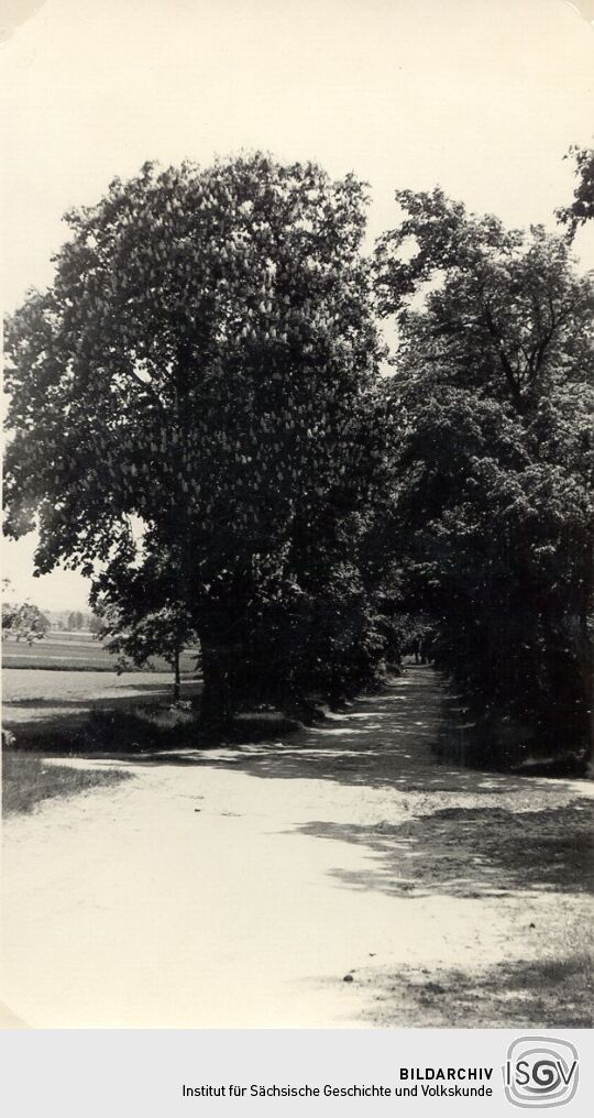 Kastanienallee bei Luga