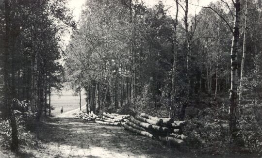 Waldweg bei Luppedubrau