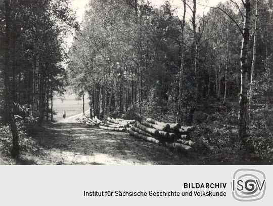 Waldweg bei Luppedubrau