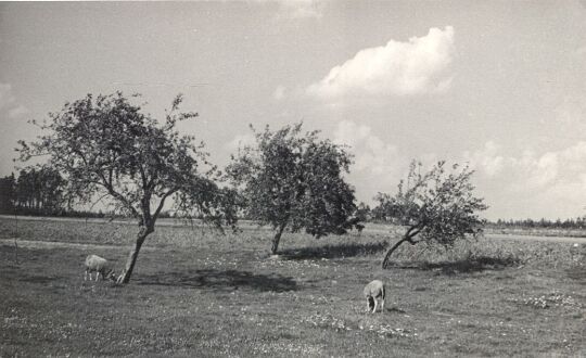 Obstbaumgruppe in Luppedubrau