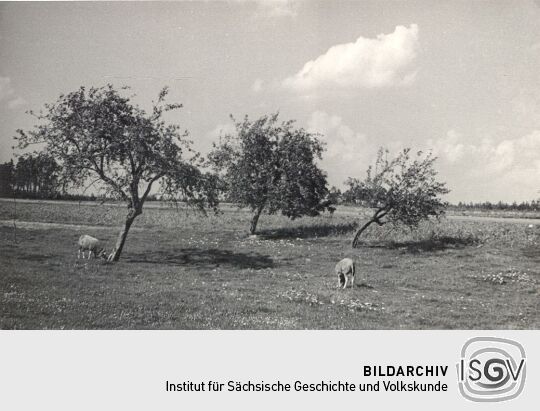 Obstbaumgruppe in Luppedubrau