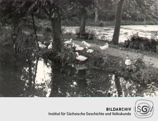 Dorfteich in Neschwitz