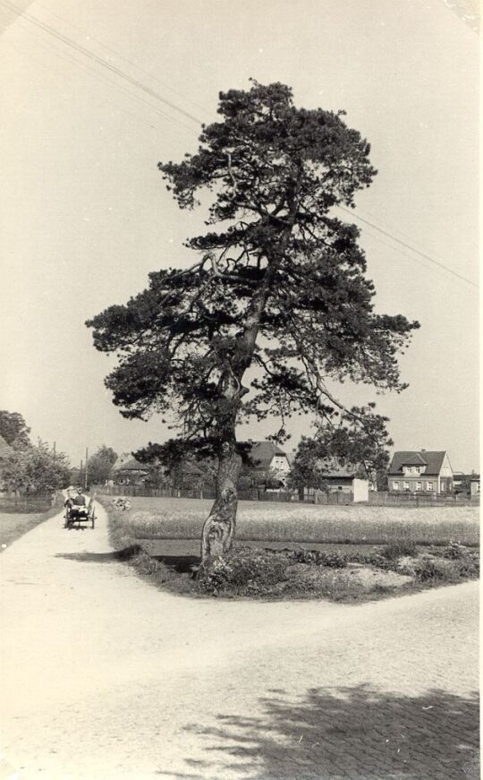 Kiefer an der Straße in Neudorf bei Neschwitz