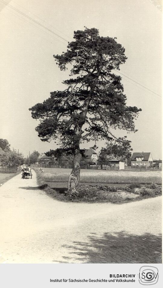 Kiefer an der Straße in Neudorf bei Neschwitz