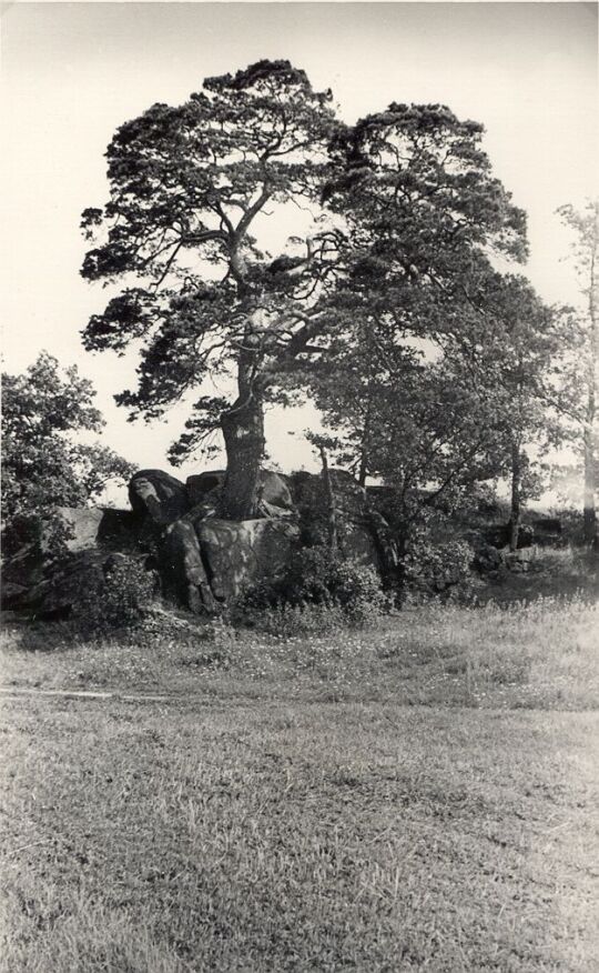 " Napoleonskiefer" in Niedergurig