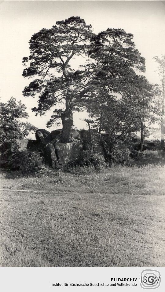 " Napoleonskiefer" in Niedergurig