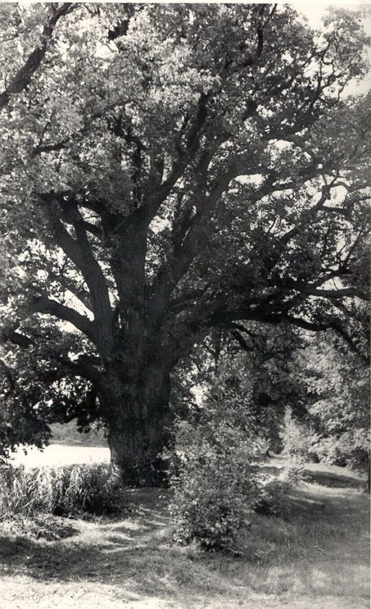 Alte Eiche am Teich von Niedergurig