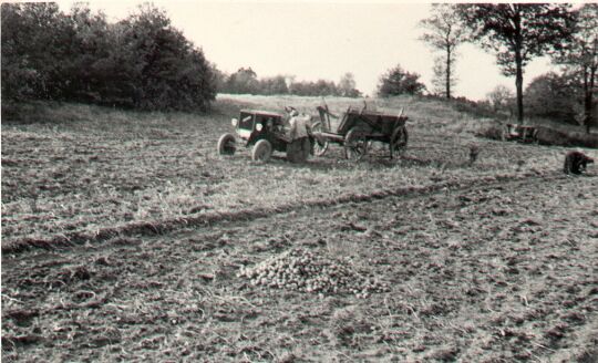 Kartoffelernte in Niedergurig