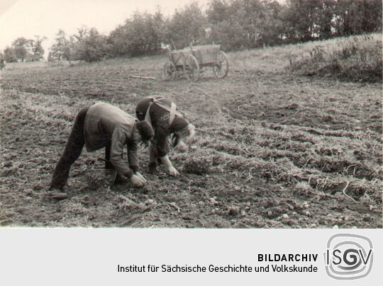 Kartoffelernte bei Niedergurig