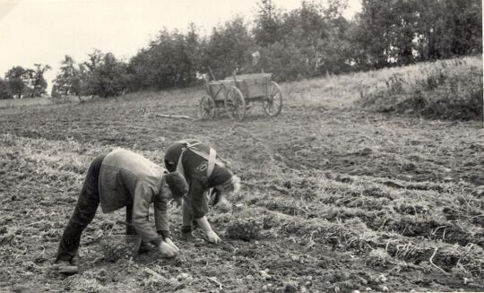 Kartoffelernte bei Niedergurig