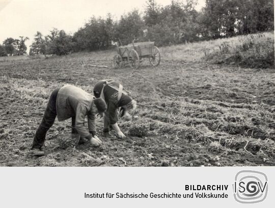 Kartoffelernte bei Niedergurig