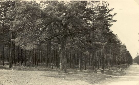 Waldweg an der Waldschenke in Oppitz