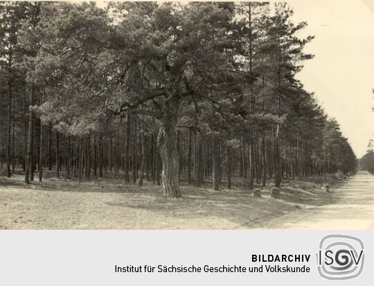 Waldweg an der Waldschenke in Oppitz