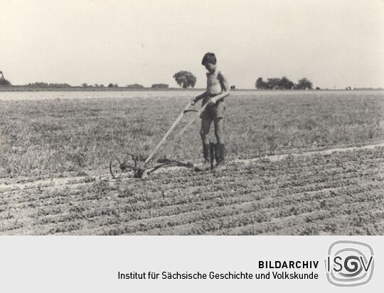 Feldarbeit bei Zschillichau