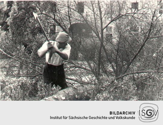 Fällen von Bäumen im Klostergelände in Kuckau