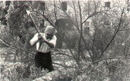 Bild: Fällen von Bäumen im Klostergelände in Kuckau