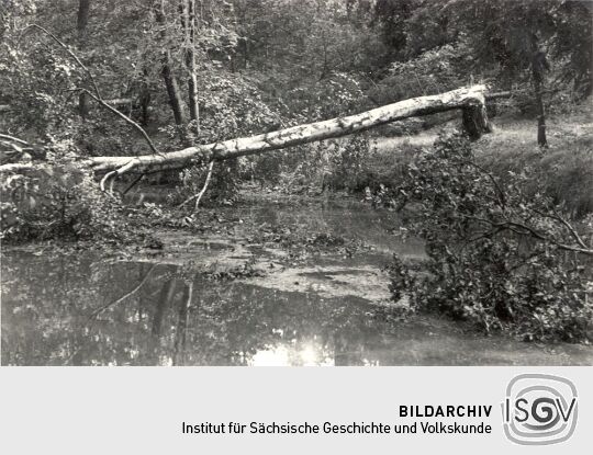 Unwetterschäden im Klosterpark St. Marienstern in Kuckau