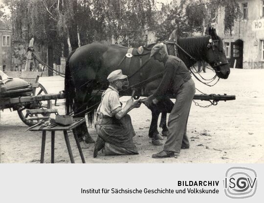 Beschlagen eines Pferdes in Panschwitz