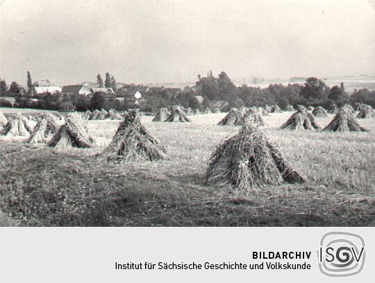 Kornpuppen auf einem Feld bei Schweinerden