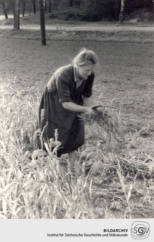 Feldarbeit in Neudorf