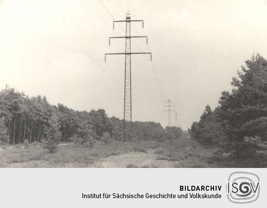 Waldlandschaft bei Burg