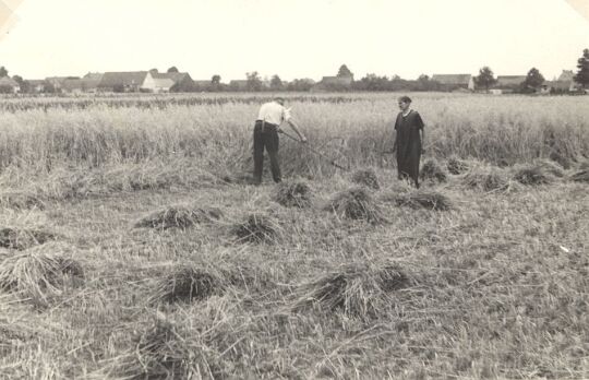 Erntearbeit bei Groß Särchen