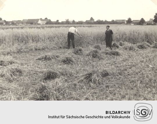 Erntearbeit bei Groß Särchen