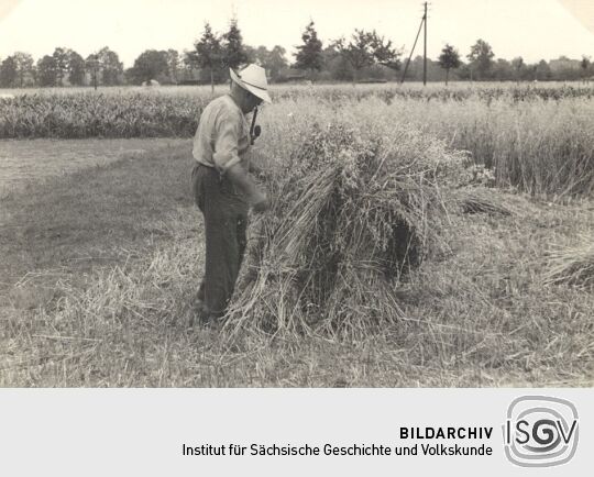 Erntearbeit bei Groß Särchen