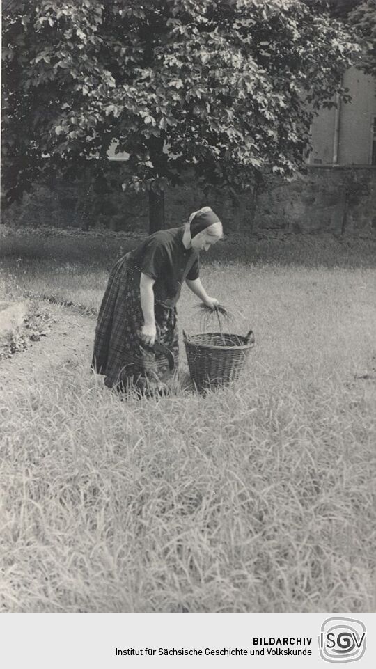 Grassicheln auf einer Wiese in Hoyerswerda