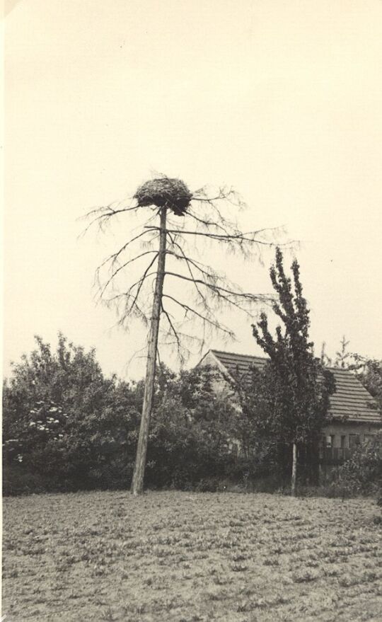 Verlassener Vogelhorst in Litschen