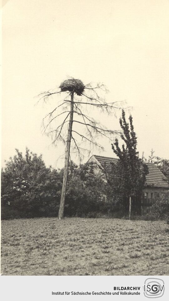 Verlassener Vogelhorst in Litschen