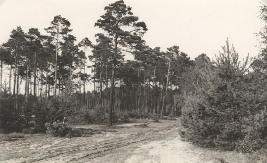 Waldweg bei Neustadt