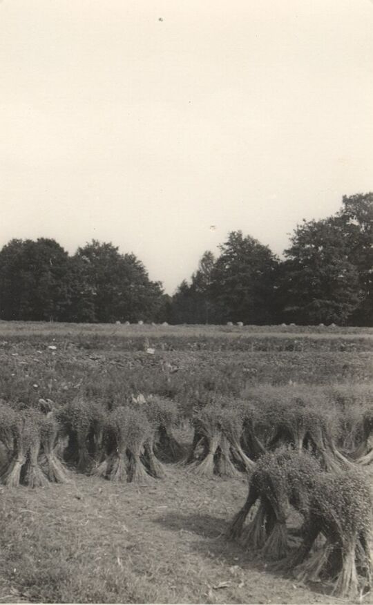 Flachsgarben auf einem Feld bei Neustadt