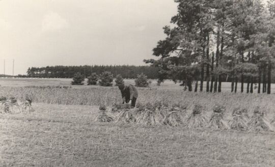 Kornpuppen auf einem Feld bei Zerre