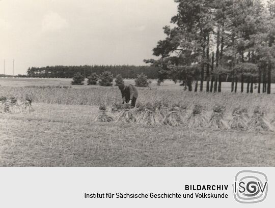 Kornpuppen auf einem Feld bei Zerre