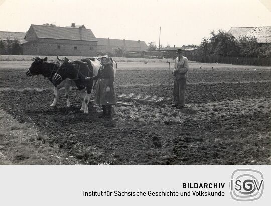 Feldarbeit in Halbendorf