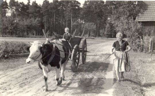 Gespann auf der Straße in Mulkwitz