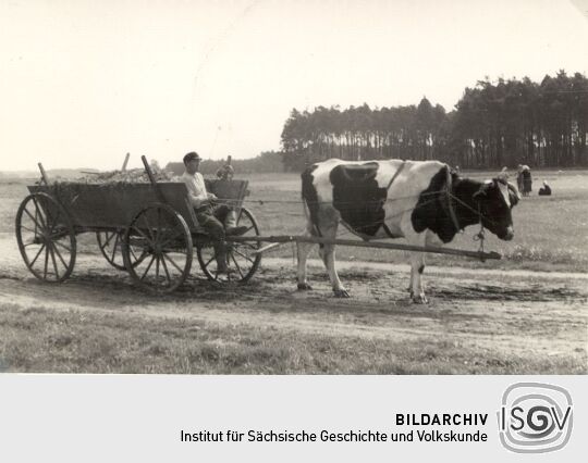 Gespann in Schleife