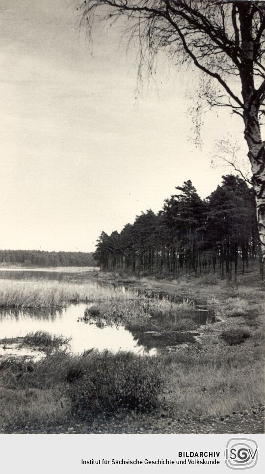 Braunsteich bei Weißwasser