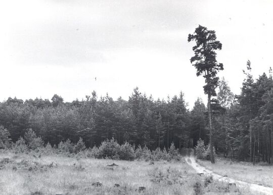 Die Heide bei Tzschelln