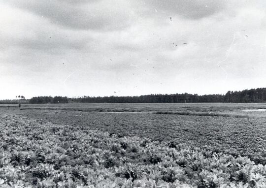 Die Heide bei Nochten