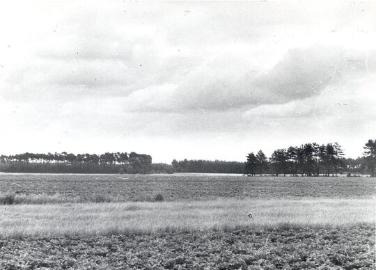 Die Heide bei Nochten