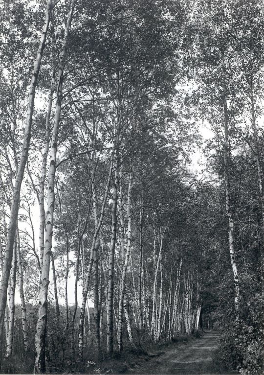 Am Kubitzteich bei Neudorf